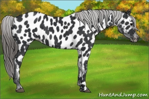 Horse Color:Black Near Leopard 