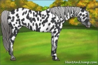 Horse Color:Black Near Leopard