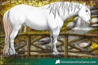 Horse Color:Black Ice Appaloosa 