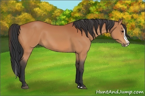 Horse Color:Bay Splash 