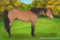 Horse Color:Bay Splash 