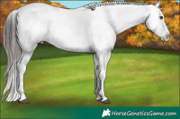 Horse Color:Liver Chestnut Appaloosa Rabicano