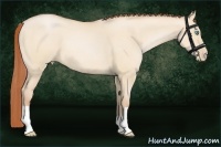 Horse Color:Buckskin Pearl Dun 