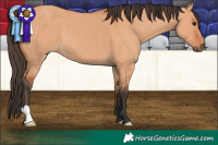 Horse Color:Bay Dun