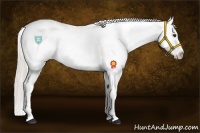 Horse Color:Silver Bay Dun Sabino Appaloosa Rabicano