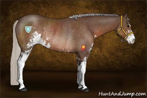 Horse Color:Silver Brown Sabino Rabicano 
