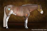 Horse Color:Silver Brown Sabino Rabicano 