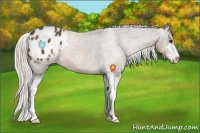 Horse Color:Silver Brown Sabino Appaloosa