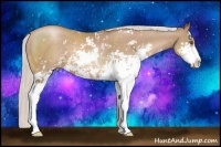 Horse Color:Silver Black Pearl Sabino 