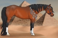 Horse Color:Brown 
