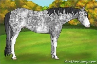 Horse Color:White Spotted Black Ice