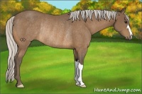 Horse Color:Silver Buckskin Rabicano 