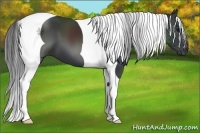 Horse Color:Black Tobiano 