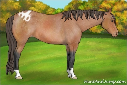 Horse Color:Bay Appaloosa 