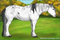 Horse Color:Black Sabino