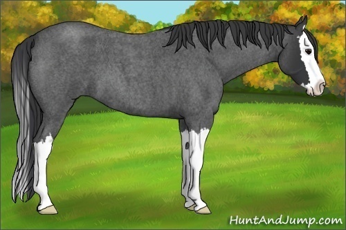 Horse Color:Unknown 