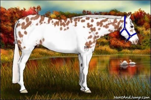 Horse Color:Silver Bay Splash Frame Appaloosa Rabicano 
