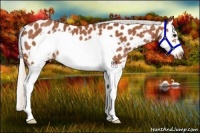 Horse Color:Silver Bay Splash Frame Appaloosa Rabicano