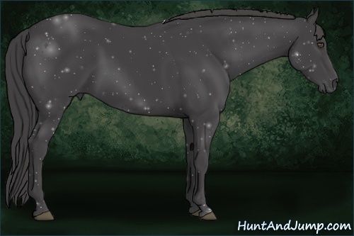 Horse Color:Smoky Black 