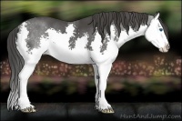 Horse Color:Smoky Black Splash 