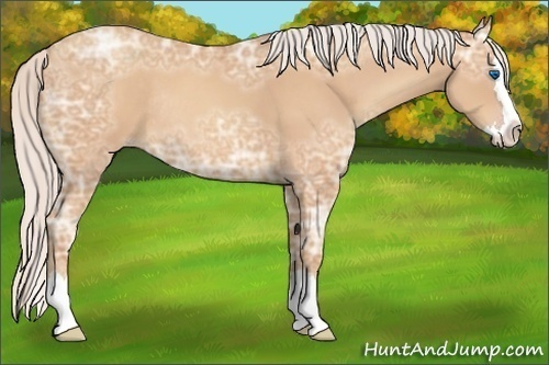 Horse Color:Silver Amber Champagne Ice Sabino Splash Rabicano 