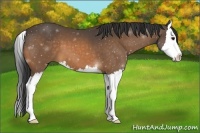 Horse Color:Buckskin Sabino Splash 