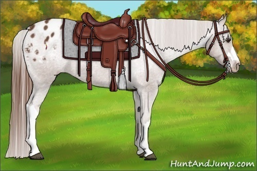 Horse Color:Chestnut Appaloosa 