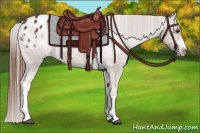Horse Color:Chestnut Appaloosa