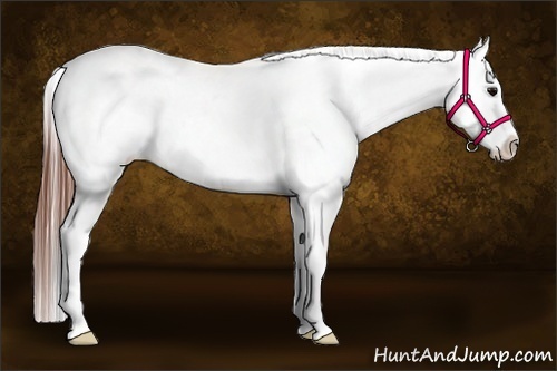 Horse Color:Grullo Appaloosa