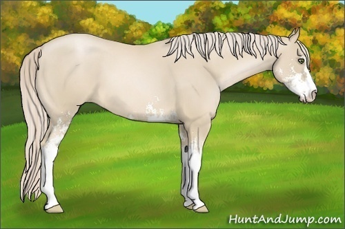 Horse Color:Palomino Pearl Sabino 