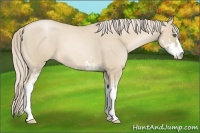 Horse Color:Palomino Pearl Sabino