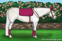Horse Color:White Spotted Cremello Sabino 