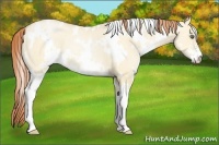 Horse Color:White Spotted Buckskin Pearl Dun Sabino 