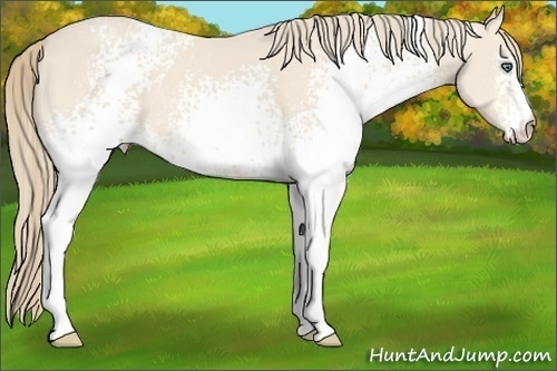 Horse Color:Unknown 