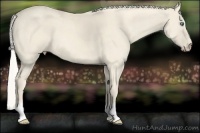 Horse Color:Cremello 