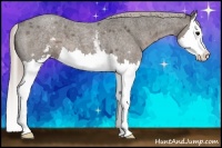 Horse Color:White Spotted Silver Blue Roan Splash 