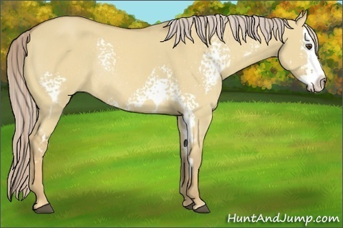 Horse Color:White Spotted Palomino Dun Splash Frame Rabicano