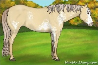 Horse Color:White Spotted Palomino Dun Splash Frame Rabicano 