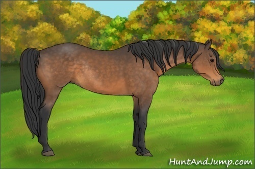 Horse Color:Buckskin Rabicano