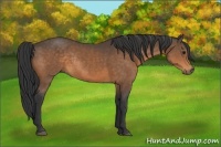 Horse Color:Buckskin Rabicano 