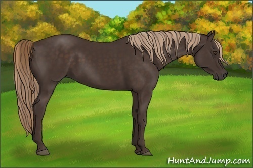 Horse Color:Liver Chestnut 