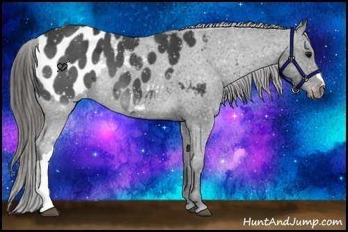 Horse Color:Smoky Black Appaloosa 