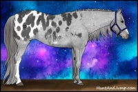 Horse Color:Smoky Black Appaloosa 