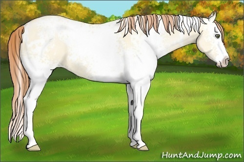 Horse Color:White Spotted Buckskin Pearl Dun Splash 