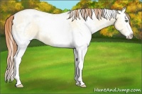 Horse Color:White Spotted Buckskin Pearl Dun Splash 
