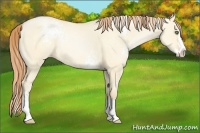Horse Color:White Spotted Buckskin Pearl Dun Splash 