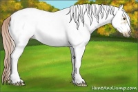 Horse Color:White Spotted Palomino Dun Frame