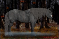 Horse Color:Black  Brindle