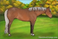Horse Color:Silver Bay Frame 