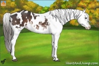 Horse Color:Brown Appaloosa 